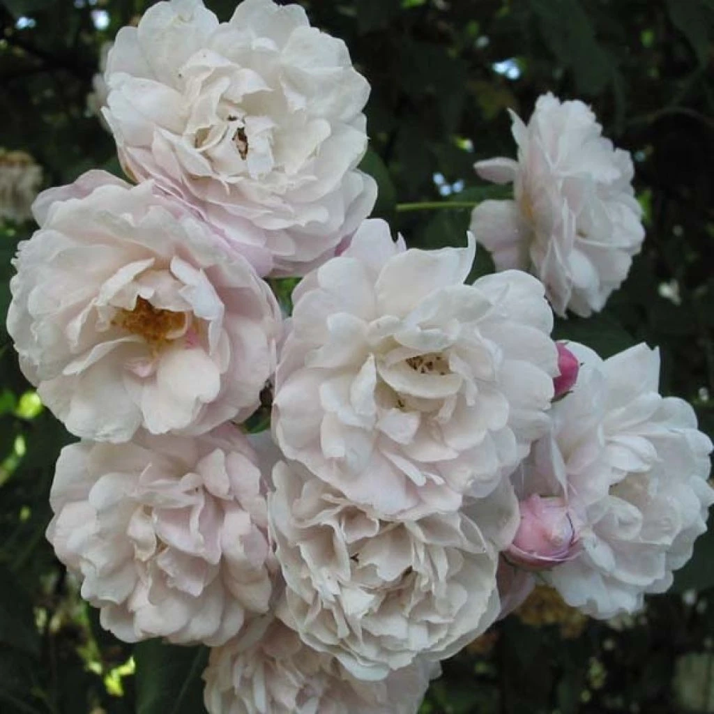 Rosier Grimpant Blush Noisette 3 Rosier Grimpant Blush Noisette