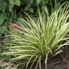 Acorus Gramineus Variegata - Jonc Japonais Panaché 1 Acorus Gramineus Variegata - Jonc Japonais Panaché -Jardin Parfait Soldes 2024 Acorus gramineus Variegata 83306 1 2