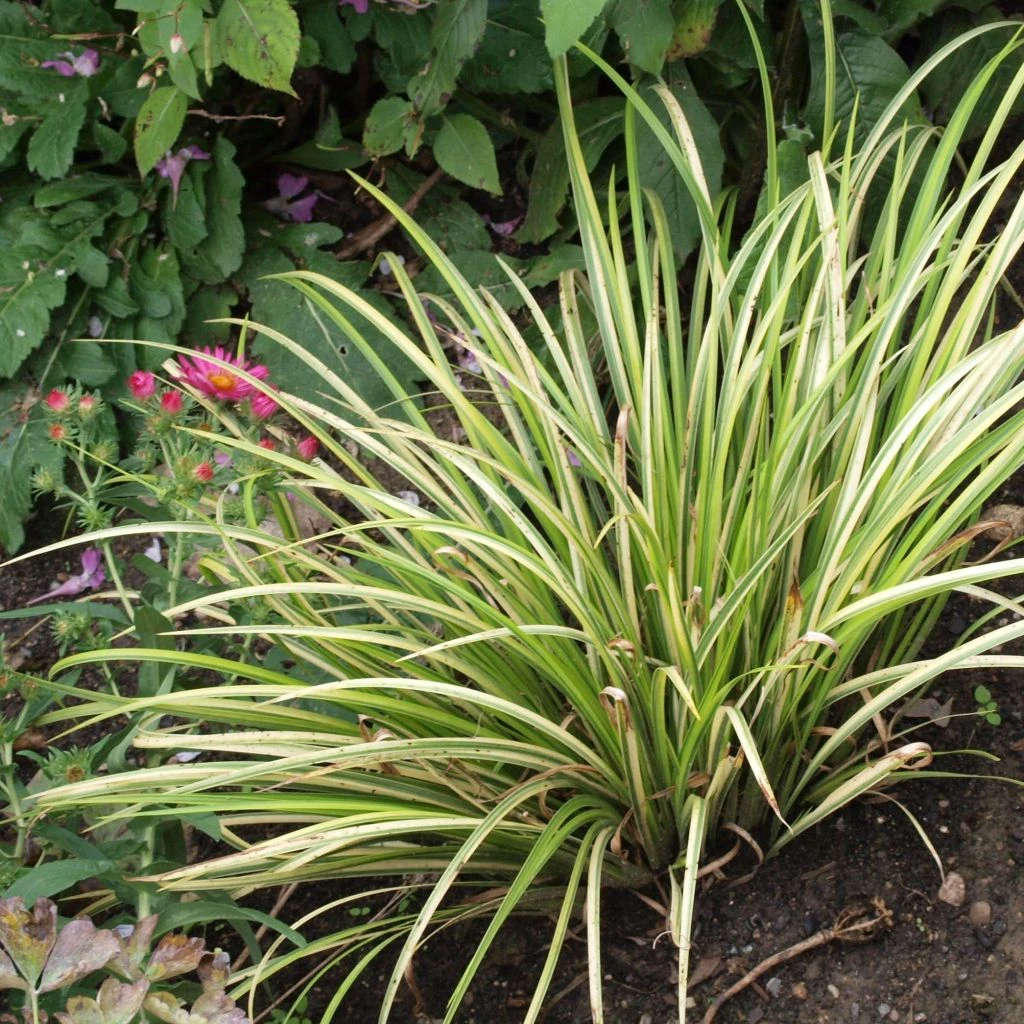 Acorus Gramineus Variegata - Jonc Japonais Panaché 3 Acorus Gramineus Variegata - Jonc Japonais Panaché