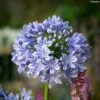 Agapanthe Full Moon 1 Agapanthe Full Moon -Jardin Parfait Soldes 2024 Agapanthe Full Moon Agapanthus praecox subsp orientalis IF 18024 1