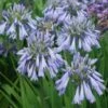 Agapanthe Celebration - Agapanthus 2 Agapanthe Celebration - Agapanthus -Jardin Parfait Soldes 2024 Agapanthus Celebration 15046 1