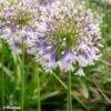Agapanthe Hybride Fireworks 1 Agapanthe Hybride Fireworks -Jardin Parfait Soldes 2024 Agapanthus Fireworks 88871 3