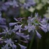 Agapanthe Lapis Lazuli 1 Agapanthe Lapis Lazuli -Jardin Parfait Soldes 2024 Agapanthus Lapis Lazuli 81459 1