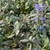 Ajuga Noble Nightingale - Bugle Rampante 2 Ajuga Noble Nightingale - Bugle Rampante -Jardin Parfait Soldes 2024 Ajuga Noble Nighlingale IF 17604 1