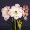 Amaryllis Amadeus Candy - Hippeastrum -Jardin Parfait Soldes 2024 Amaryllis Amadeus Candy Hippeastrum 15922 1