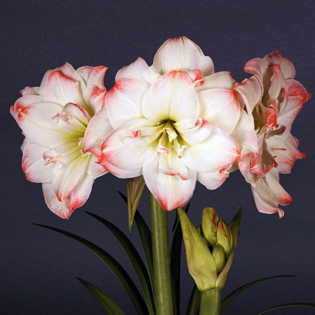 Amaryllis Amadeus Candy - Hippeastrum 2 Amaryllis Amadeus Candy - Hippeastrum