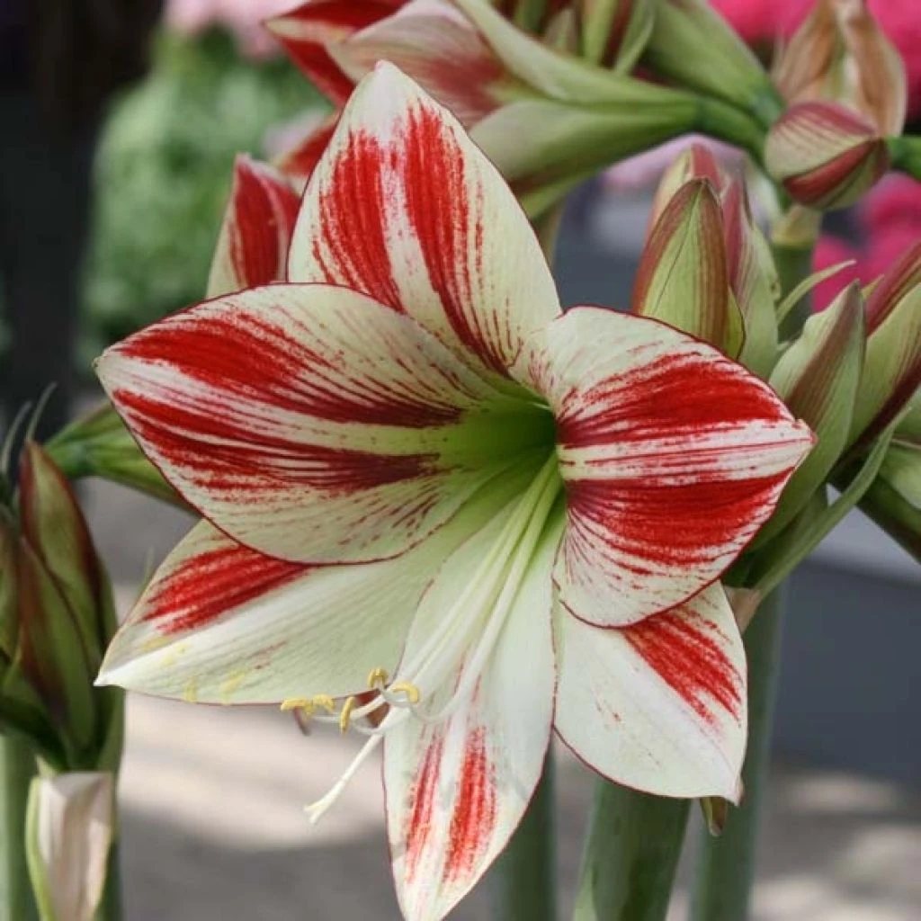 Jardin Parfait Soldes 2024 15 Jardin Parfait Soldes 2024 -Jardin Parfait Soldes 2024 Amaryllis Ambiance 56970 1