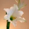 Amaryllis Amputo 1 Amaryllis Amputo -Jardin Parfait Soldes 2024 Amaryllis Amputo 82353 1