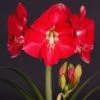 Amaryllis Candy Cream (Candy Queen) - Hippeastrum 1 Amaryllis Candy Cream (Candy Queen) - Hippeastrum -Jardin Parfait Soldes 2024 Amaryllis Candy Cream Candy Queen Hippeastrum IF 17548 1