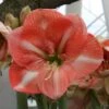 Amaryllis Faro* 1 Amaryllis Faro* -Jardin Parfait Soldes 2024 Amaryllis Faro 56606 1