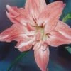 Amaryllis Double Lady Jane 1 Amaryllis Double Lady Jane -Jardin Parfait Soldes 2024 Amaryllis Lady Jane LD alljengi 56977 1