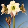 Amaryllis Lemon Cream - Hippeastrum 2 Amaryllis Lemon Cream - Hippeastrum -Jardin Parfait Soldes 2024 Amaryllis Lemon Cream Hippeastrum IF 175510 1