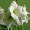Amaryllis Luna 2 Amaryllis Luna -Jardin Parfait Soldes 2024 Amaryllis Luna 56705 1
