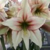 Amaryllis Magic Green 2 Amaryllis Magic Green -Jardin Parfait Soldes 2024 Amaryllis Magic Green 56614 1
