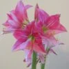 Amaryllis Neon 2 Amaryllis Neon -Jardin Parfait Soldes 2024 Amaryllis Neon 87545 1