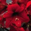 Amaryllis Rapido -Jardin Parfait Soldes 2024 Amaryllis Rapido 56972 1