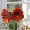 Amaryllis Red Lion -Jardin Parfait Soldes 2024 Amaryllis Red Lion 82354 1
