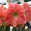 Amaryllis Rosalie 2 Amaryllis Rosalie -Jardin Parfait Soldes 2024 Amaryllis Rosalie 82461 1