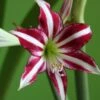 Amaryllis Santiago 1 Amaryllis Santiago -Jardin Parfait Soldes 2024 Amaryllis Santiago 82352 1