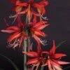 Amaryllis Sumatra - Hippeastrum Cybister 2 Amaryllis Sumatra - Hippeastrum Cybister -Jardin Parfait Soldes 2024 Amaryllis Sumatra Hippeastrum 15931 1