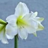 Amaryllis Belladonna Ludwig Dazzler - Lis Belladonne 1 Amaryllis Belladonna Ludwig Dazzler - Lis Belladonne -Jardin Parfait Soldes 2024 Amaryllis belladonna Ludwig Dazzler 87541 1