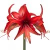 Amaryllis Cybester Bogota 1 Amaryllis Cybester Bogota -Jardin Parfait Soldes 2024 Amaryllis cybister Bogota shutterstock 56979 1