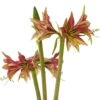 Amaryllis Cybister Mystica - Hippeastrum 1 Amaryllis Cybister Mystica - Hippeastrum -Jardin Parfait Soldes 2024 Amaryllis cybister mystica hippeastrum copyright 15925 1 1