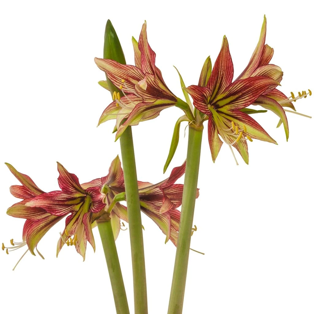 Amaryllis Cybister Mystica - Hippeastrum 3 Amaryllis Cybister Mystica - Hippeastrum