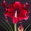 Amaryllis Daphne - Hippeastrum 2 Amaryllis Daphne - Hippeastrum -Jardin Parfait Soldes 2024 Amaryllis daphne 15923 1