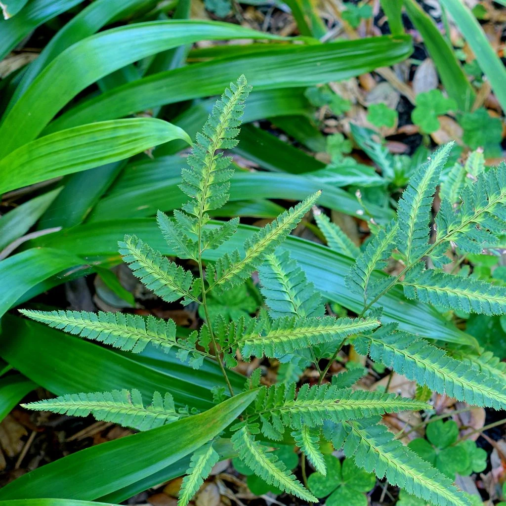 Arachniodes Simplicior - Fougère Persistante 3 Arachniodes Simplicior - Fougère Persistante