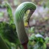Arisaema Galeatum - Plante Cobra 1 Arisaema Galeatum - Plante Cobra -Jardin Parfait Soldes 2024 Arisaema galeatum 4180 1