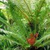 Blechnum Brasiliense Volcano 2 Blechnum Brasiliense Volcano -Jardin Parfait Soldes 2024 Blechnum brasiliense Volcano 89864 1