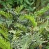 Blechnum Chilense 2 Blechnum Chilense -Jardin Parfait Soldes 2024 Blechnum chilense 89866 1