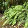 Blechnum Novae-zelandiae 1 Blechnum Novae-zelandiae -Jardin Parfait Soldes 2024 Blechnum novae 89865 1