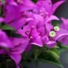 Bougainvillier Violet De Mèze 1 Bougainvillier Violet De Mèze -Jardin Parfait Soldes 2024 Bougainvillea spectoglabra Violet de meze 83235 1