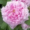 Rosier Ancien Comte De Chambord -Jardin Parfait Soldes 2024 COMTE DE CHAMBORD 822762 1