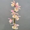 Calanthe Pink & Cream - Orchidée Vivace 1 Calanthe Pink & Cream - Orchidée Vivace -Jardin Parfait Soldes 2024 Calanthe Pink Cream Orchidee vivace IF 18955 1