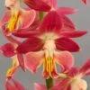 Calanthe Red Sunset - Orchidée Vivace 1 Calanthe Red Sunset - Orchidée Vivace -Jardin Parfait Soldes 2024 Calanthe Red Sunset Orchidee vivace IF 18957 1