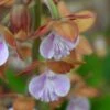 Calanthe Discolor 1 Calanthe Discolor -Jardin Parfait Soldes 2024 Calanthe discolor ld yamada 9528 1