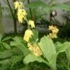 Calanthe Sieboldii - Orchidée De Jardin Jaune 2 Calanthe Sieboldii - Orchidée De Jardin Jaune -Jardin Parfait Soldes 2024 Calanthe sieboldii 80357 1