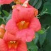 Campsis Radicans - Bignone De Virginie 2 Campsis Radicans - Bignone De Virginie -Jardin Parfait Soldes 2024 Campsis Radicans ld CarlELewis 681339 1