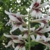 Cardiocrinum Giganteum - Lis Géant De L'Himalaya 2 Cardiocrinum Giganteum - Lis Géant De L'Himalaya -Jardin Parfait Soldes 2024 Cardiocrinum giganteum 82943 1