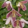 Clématite - Clematis Cirrhosa Advent Bells 2 Clématite - Clematis Cirrhosa Advent Bells -Jardin Parfait Soldes 2024 Cl matite Advent Bells 81570 1