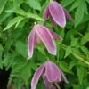 Clématite - Clematis Alpina Ruby -Jardin Parfait Soldes 2024 Clematis Alpina Ruby 67805 1