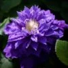 Clématite - Clematis Beauty Of Worcester -Jardin Parfait Soldes 2024 Clematis Beauty Of Worcester 100903 1