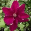 Clématite - Clematis Ernest Marckham -Jardin Parfait Soldes 2024 Clematis Ernest Marckham 681496 1