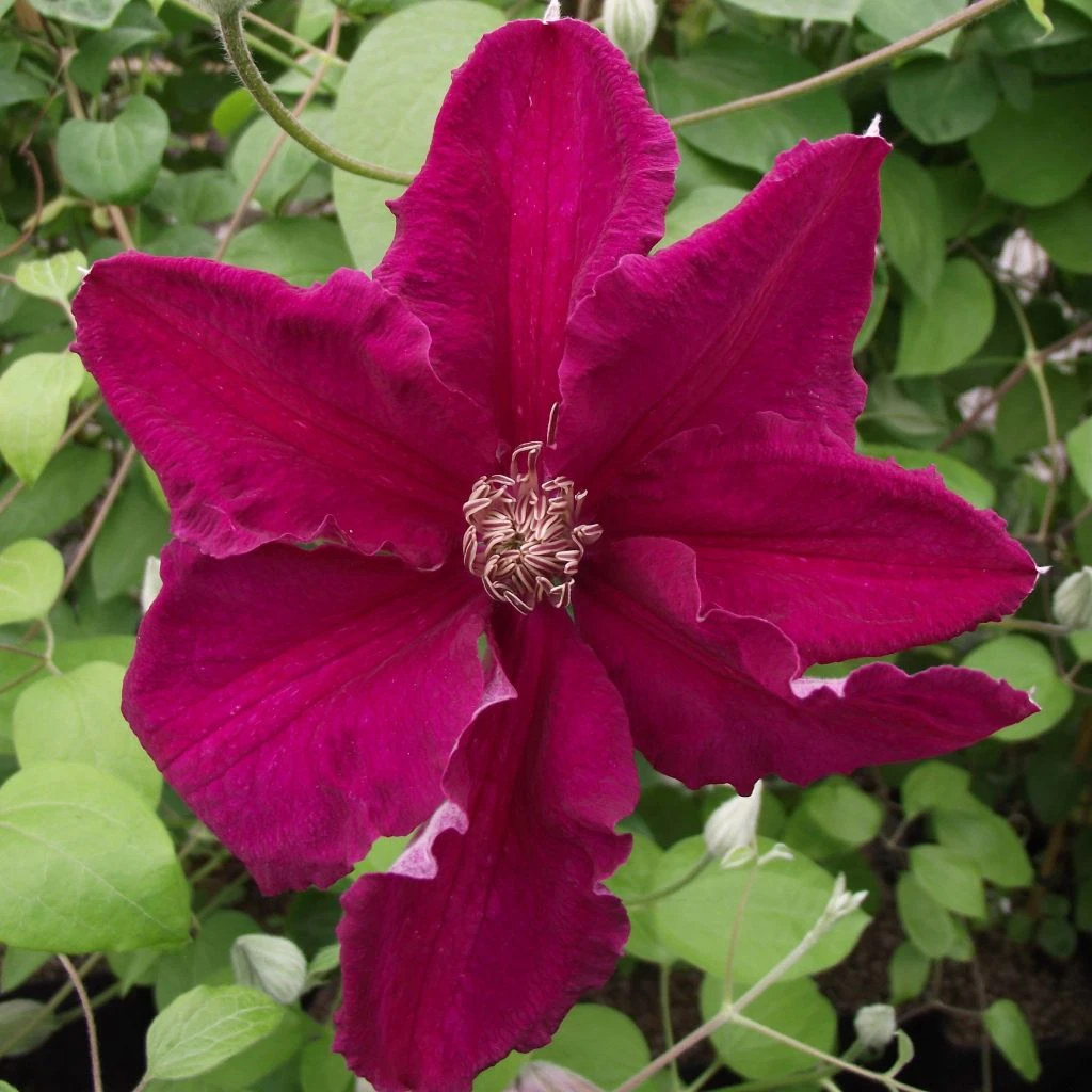 Clématite - Clematis Ernest Marckham 3 Clématite - Clematis Ernest Marckham