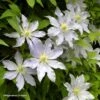 Clématite - Clematis Etoile Nacrée 2 Clématite - Clematis Etoile Nacrée -Jardin Parfait Soldes 2024 Clematis Etoile Nacree 87833 1
