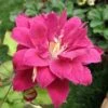 Clématite - Clematis Red Star -Jardin Parfait Soldes 2024 Clematis Red Star 1011661 1