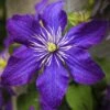 Clématite - Clematis Rhapsody -Jardin Parfait Soldes 2024 Clematis Rhapsody copyright 10116711 1